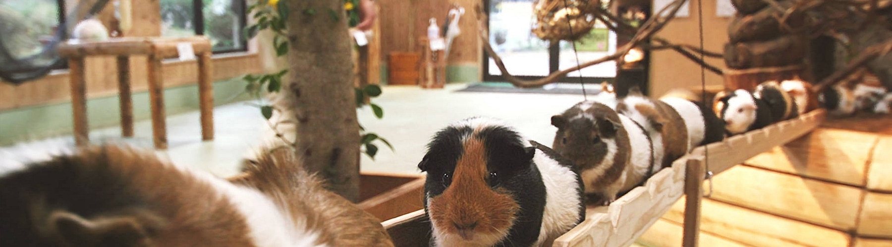 Guinea Pig Bridge