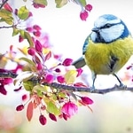 Birdsong