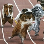 Guinea Pig Olympics