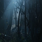 forest of the spirits
