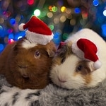 I Wanna Guinea Pig For Christmas