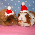 I Wanna Guinea Pig For Christmas