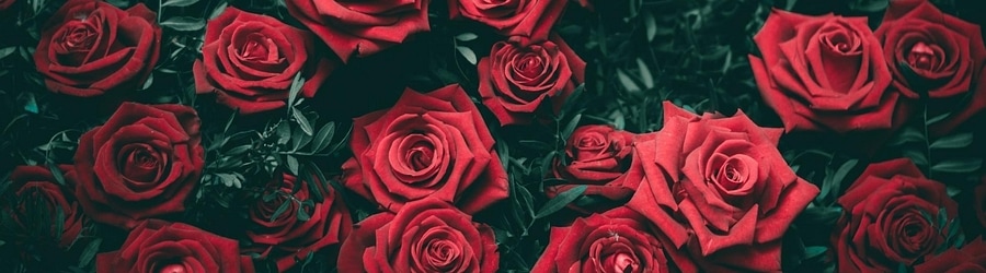 La Oreja de Van Gogh - Rosas (Sped Up Ver.) banner