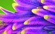 Psytrance Bird