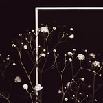 Gypsophila