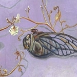 Cicadidae