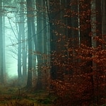 FireLight