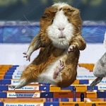 Guinea Pig Olympics