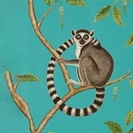 All Hail The Ring Tailed Lemur