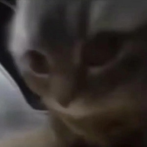 seni's kitten mode owo