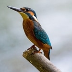 thrush nightingale bird singing