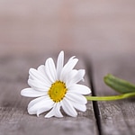 Daisy