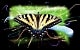 Electric Butterfly