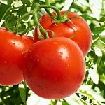 The Ketchup Song (Asereje) (Spanglish Version)