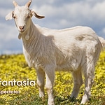 Goat Fantasia