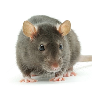 We Are the Rats