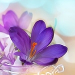 Crocus