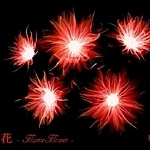 Enka - flameflower